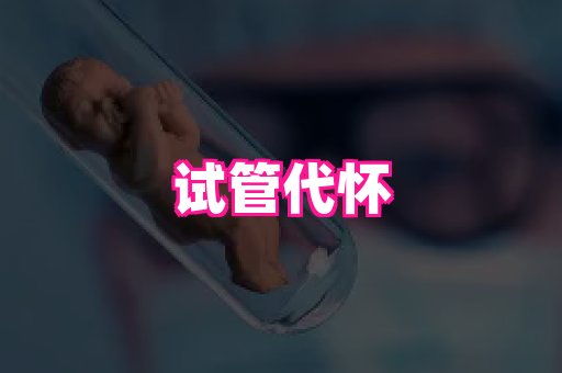 swisee孕网 3